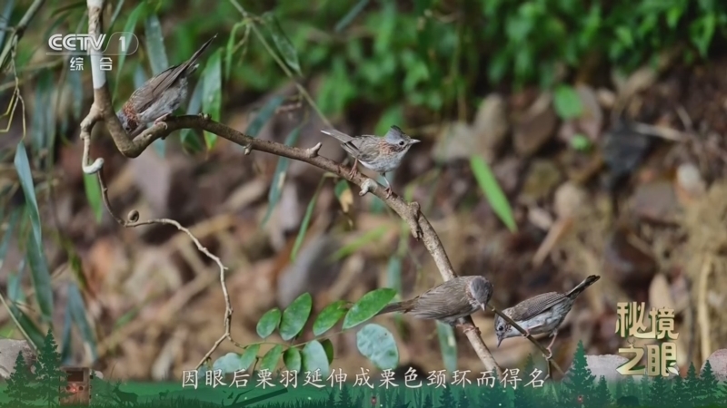 秘境之眼 《秘境之眼》 栗颈凤鹛 20260422
