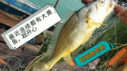 南澳岛赶海日记 渔民无人岛边放大网，绝望之时就上值钱大黄鱼，这次卖了2千元