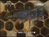 地理中国 《地理中国》 20131208 追蜂行动 （下）