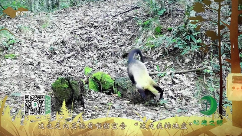 秘境之眼 《秘境之眼》 猪獾/黄喉貂 20220323