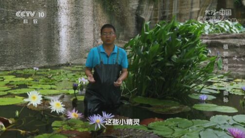 地理中国 《地理·中国》 20200820 植物传奇·生存奥秘