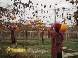 生财有道 《生财有道》 20151221 生态中国系列（乡村行）——安徽东至：生态富民财源广