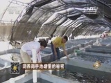致富经 《致富经》 20160128 混养高手池塘里的秘密