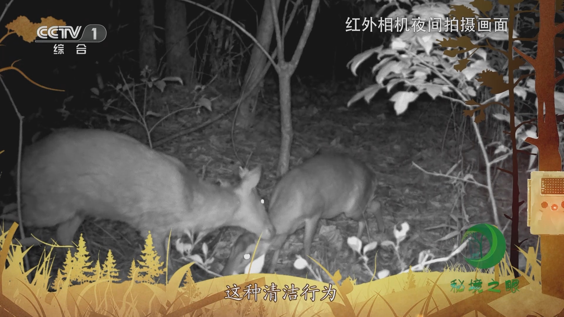 秘境之眼 《秘境之眼》 小麂 20231012