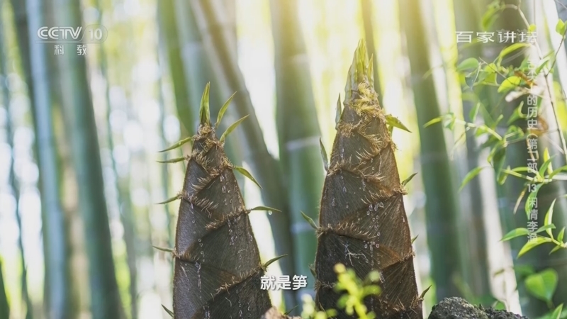 百家讲坛 《百家讲坛》 20220611 舌尖上的历史（第二部） 13 闲情李渔