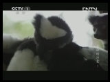 魅力纪录（CCTV-1综合频道） 《魅力纪录》 20130422 生命的力量 第一集 马达加斯加