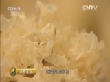 消费主张 《消费主张》 20151028 农产品价格揭秘——银耳