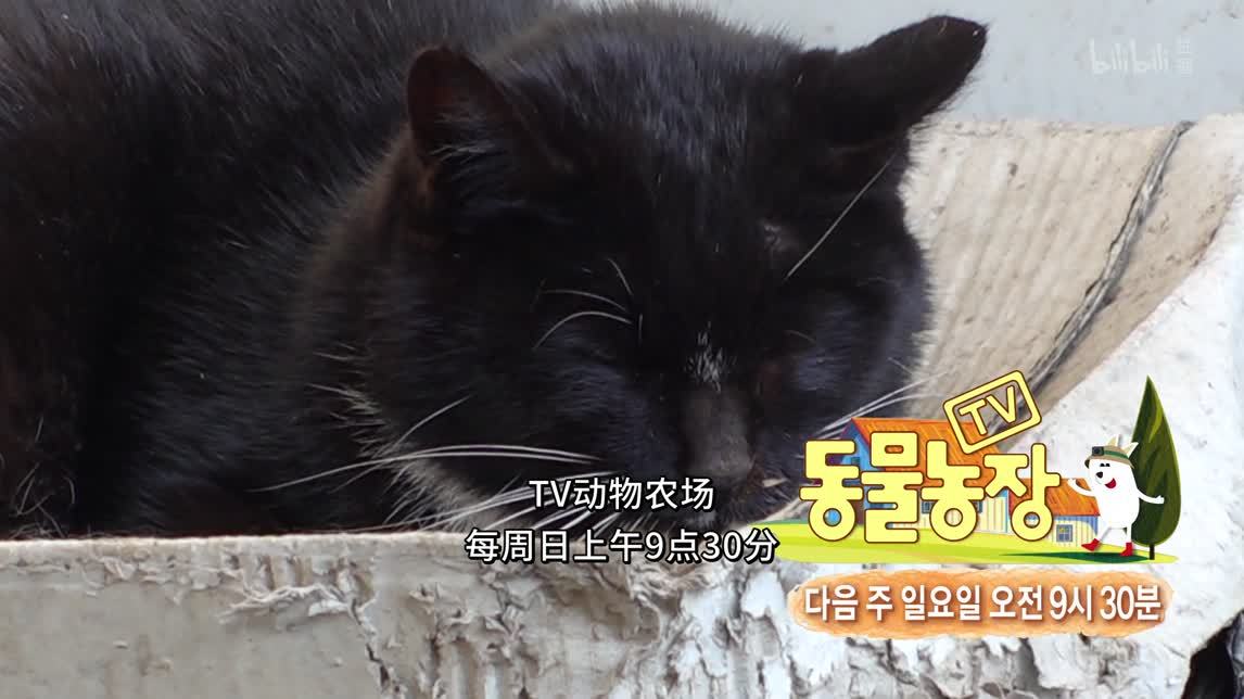 被困排水沟的狗狗