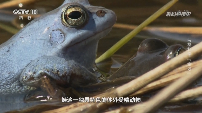 解码科技史 《解码科技史》 20221224 了不起的实验动物——两栖科学“全才”