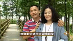 致富经 [致富经]神奇的树叶带来人生巨变 20160613