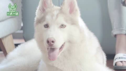 一犬一话 养猫养狗的烦恼，终于解决了。