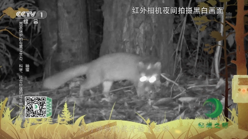 秘境之眼 《秘境之眼》 鼬獾/果子狸/豹猫 20220713