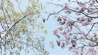 香港原创音乐频道 2015 《Let It All Begin Again》Jabin Law 335