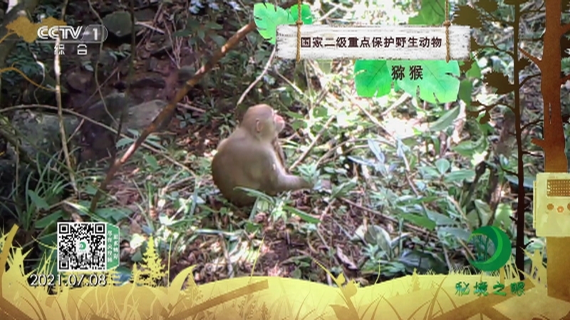 秘境之眼 《秘境之眼》 猕猴 20221207