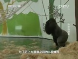 走近科学 《走近科学》 20150131 “小科”的动物世界 外来的朋友
