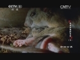 动物世界 《动物世界》 20140301 我最亲爱的宝宝（下）