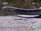 人与自然 《人与自然》 20151022 自然发现：狮群里的密探（上）