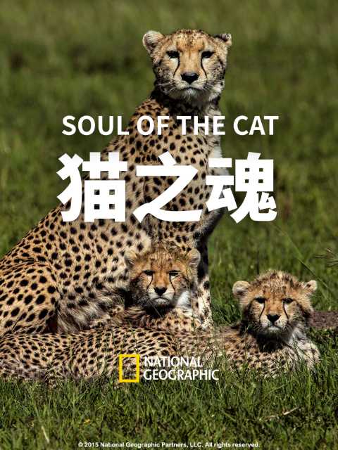 猫之魂 海报