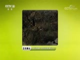 地理中国 《地理中国》 20170910 奇石怪象·发光的蛇眼石（上）