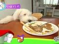 狗狗日记 第255天 我要吃 给我吃