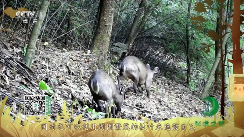 《秘境之眼》 毛冠鹿/小麂 20210516