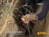 远方的家 《远方的家》江河万里行 第212集 汉江 书法名城 老寨纸民 20150303