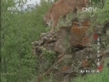 动物世界 《动物世界》 20160618 捕猎计中计-狼