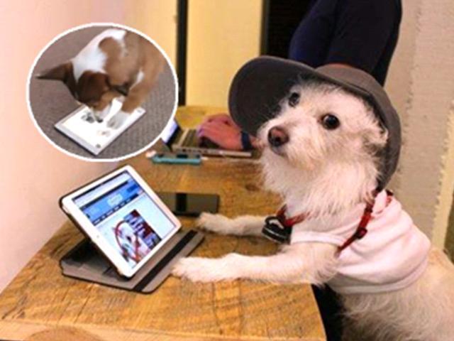 囧人囧事 污！两个狗狗合伙玩坏ipad