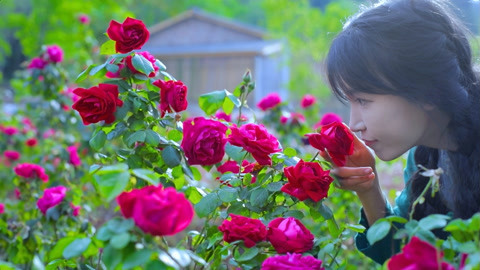李子柒古香古食 玫………瑰花…的一生？