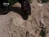 走近科学 《走近科学》 20170904 盐碱地种出甜高粱（上）