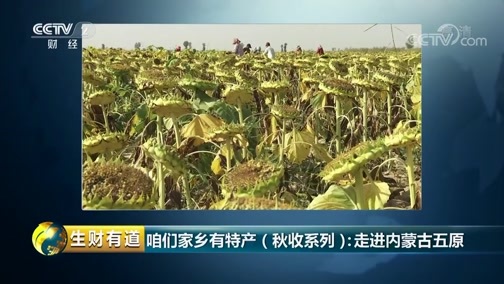 生财有道 《生财有道》 20181010 咱们家乡有特产（秋收系列）：走进内蒙古五原