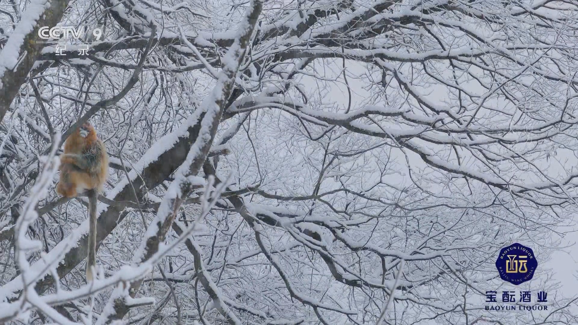 《自然的力量·大地生灵》 第3集 冰与火之歌