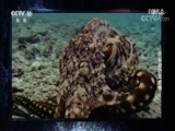 自然传奇 《自然传奇》 20171123 终极动物龙虎榜