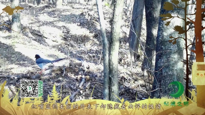 秘境之眼 《秘境之眼》 红嘴蓝鹊 20220505