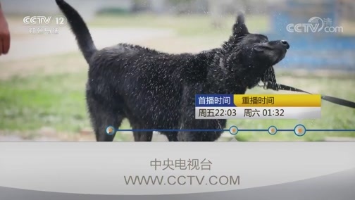 见证 《见证》 20190913 超能警犬（一）“犬”力出击