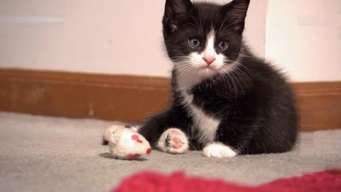 萌宠养成计划 小猫咪被困记