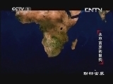 动物世界 《动物世界》 20130725 永不言弃的鬣狗