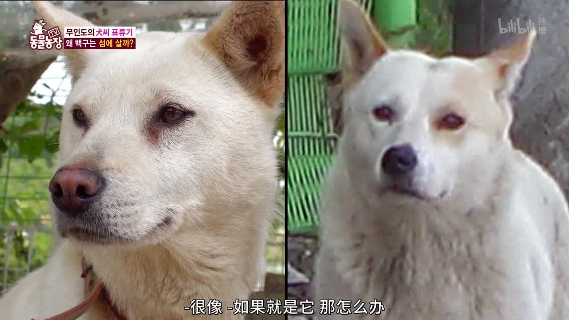 动物农场2020 无人岛的狗狗