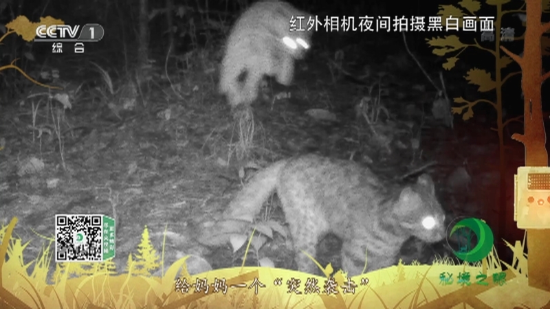 秘境之眼 《秘境之眼》 豹猫 20220312