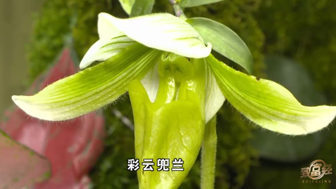 《致富经》 20210912 大叔种奇花 巧卖千万财