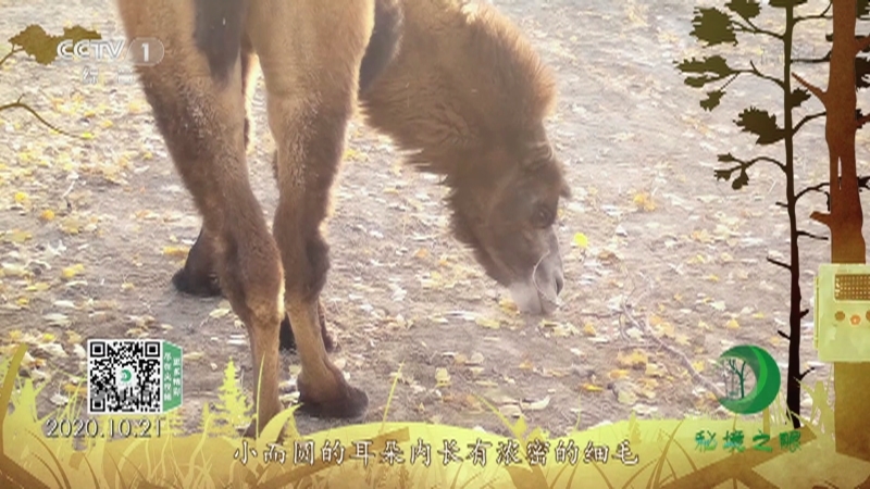 秘境之眼 《秘境之眼》 野骆驼 20220404