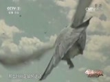 军事科技 《军事科技》 20170520 动物奇兵总动员③军鸽传奇