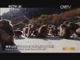 远方的家 百山百川行 第184集 登神农奇山 访太极圣地 《远方的家》20140115