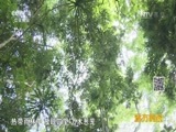 远方的家 《远方的家》特别节目 跟植物学习感恩 20160824
