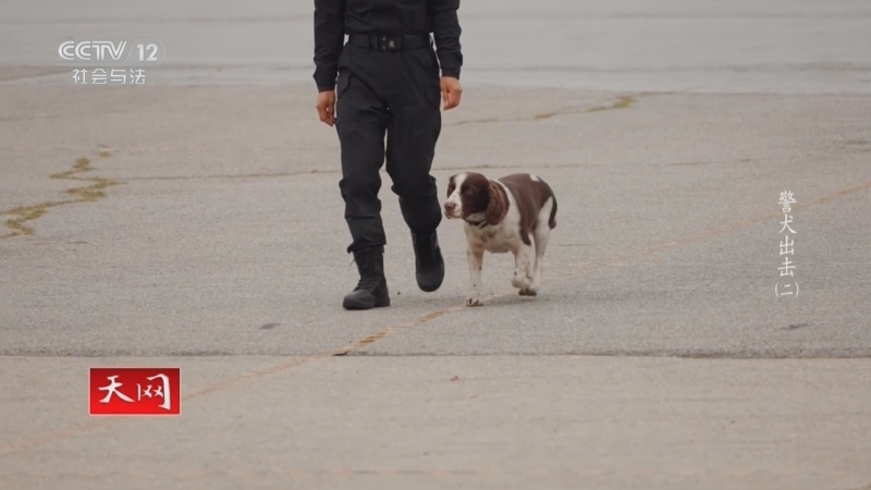 天网 《天网》 20250128 警犬出击（2）