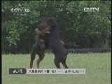天网 《天网》20121109 八集系列片《警·犬》——出师之地（下）