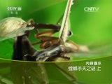 走近科学 《走近科学》 20151118 螳螂杀夫之谜（上）