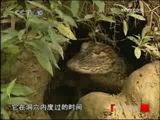 走近科学 寻找大鳄