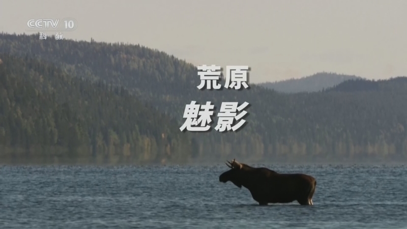 自然传奇 《自然传奇》 20260516 荒原魅影