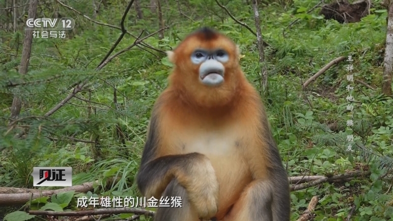 见证 《见证》 20250928 王祥明和他的“猴”朋友